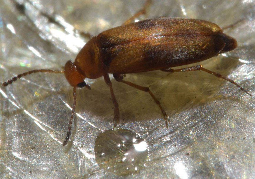 Anaspis maculata 7