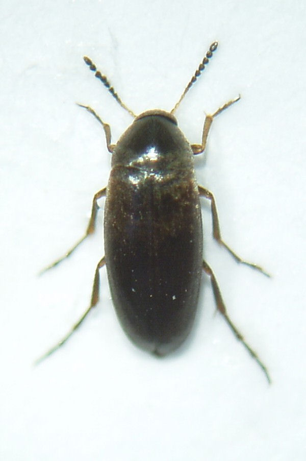 Anaspis rufilabris