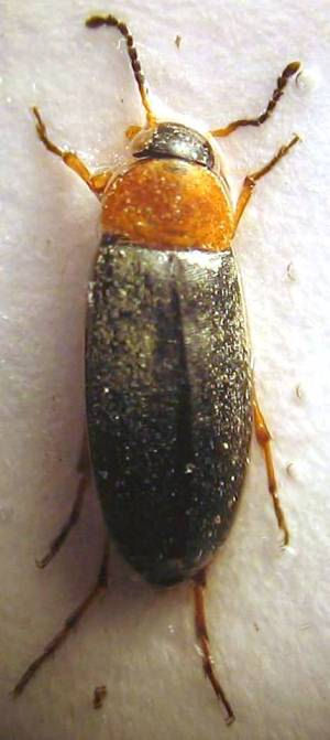 Anaspis sp. 11