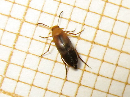 Anaspis sp. 2