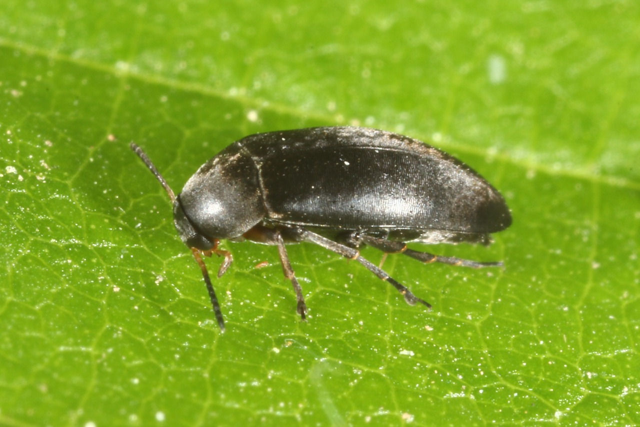 Anaspis sp. 5