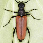 Anastrangalia dubia