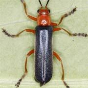 Ancistronycha cyanipennis