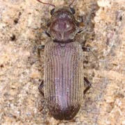 Anobium emarginatum