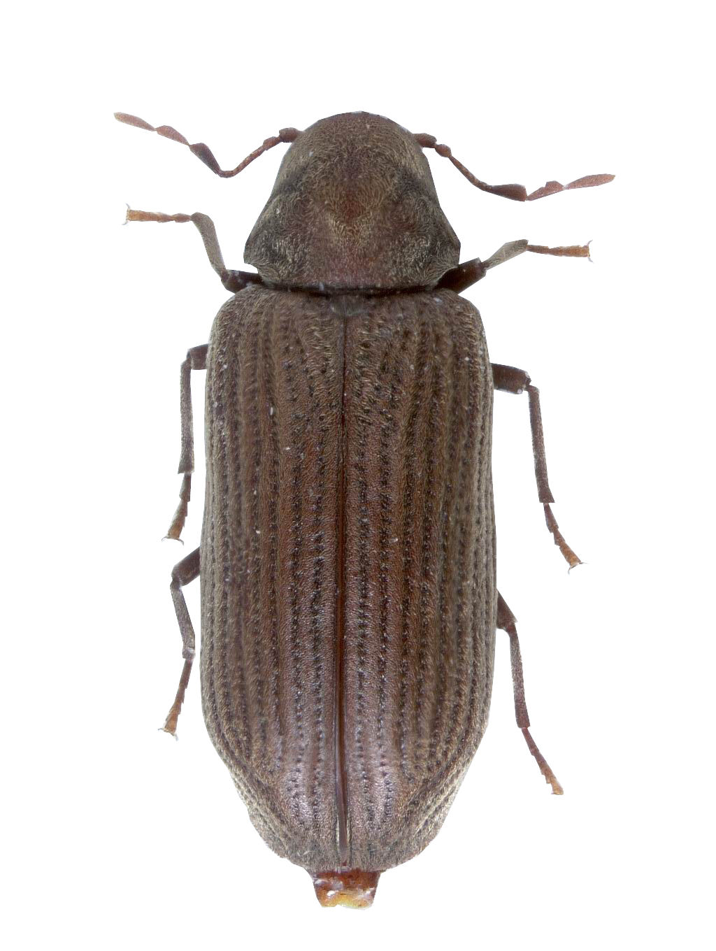 Anobium punctatum