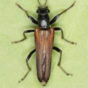 Anogcodes ferruginea