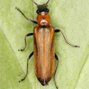 Anogcodes rufiventris