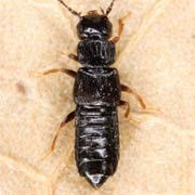 Anotylus inustus