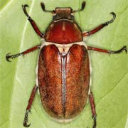 Anoxia villosa