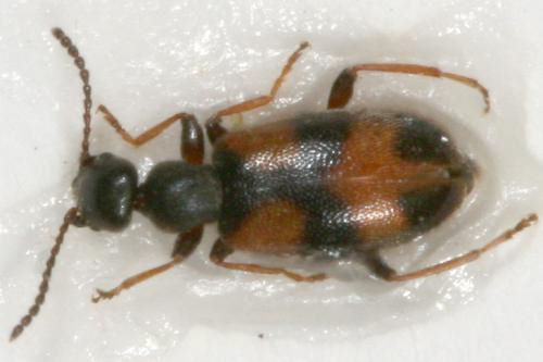 Anthicus antherinus