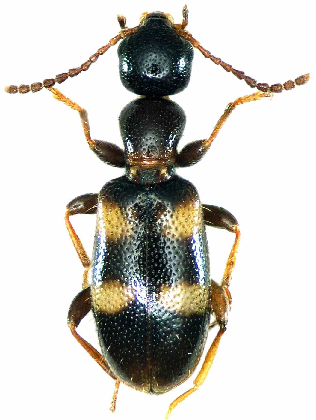 Anthicus bifasciatus