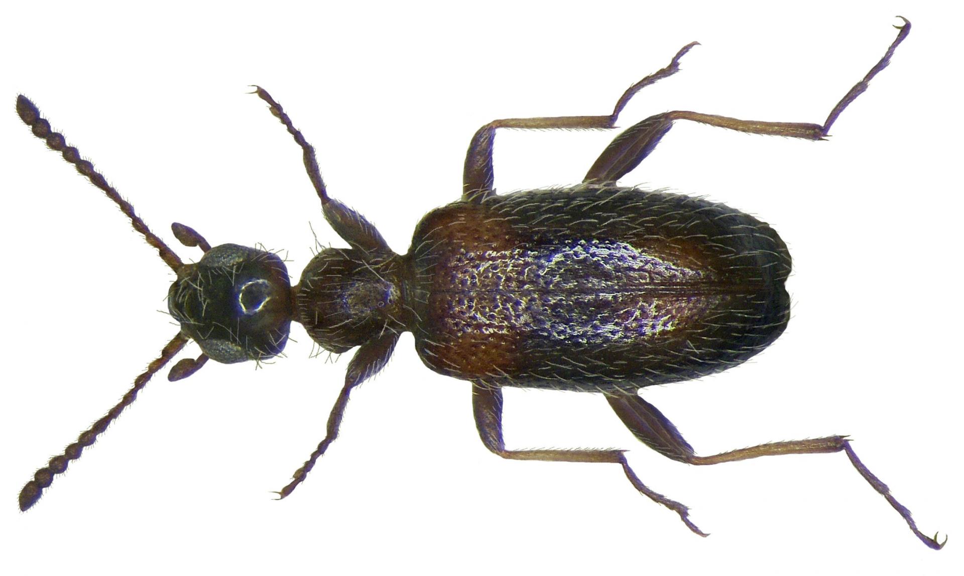 Anthicus crinitus