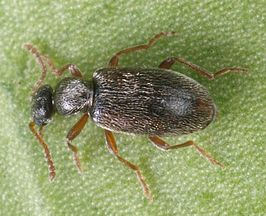 Anthicus flavipes