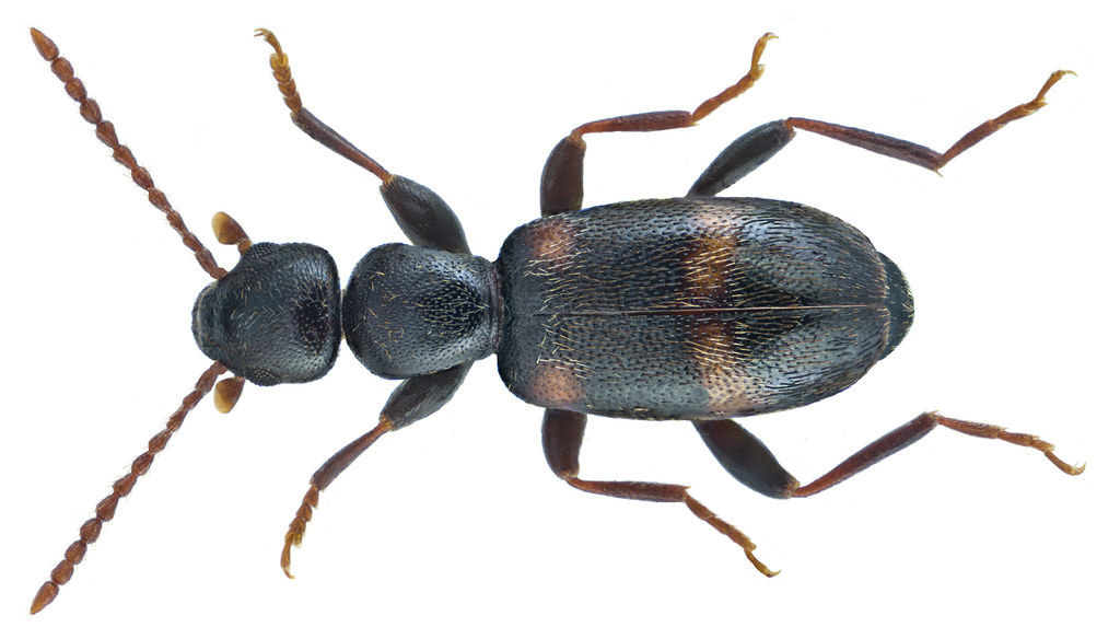 Anthicus tristis