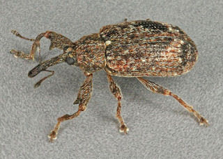 Anthonomus pomorum