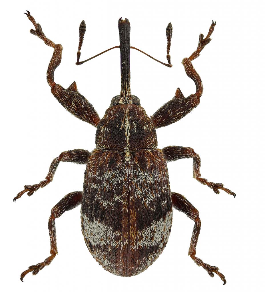 Anthonomus pyri