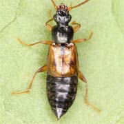 Anthophagus alpestris