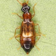 Anthophagus angusticollis