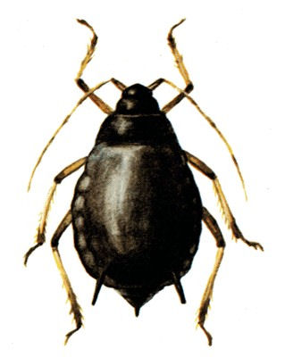 Aphis craccivora