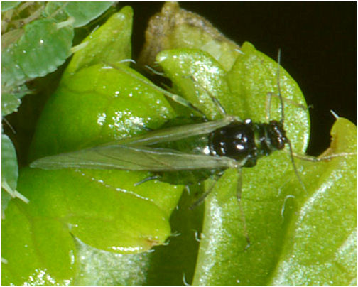 Aphis grossulariae Kaltenbach