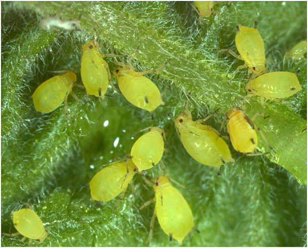 Aphis spiraecola Pagenstecher