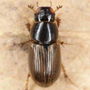 Aphodius consputus