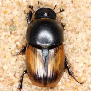 Aphodius erraticus