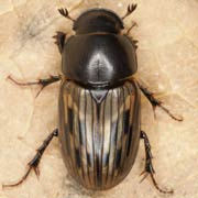 Aphodius luridus