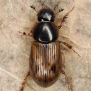 Aphodius obliteratus