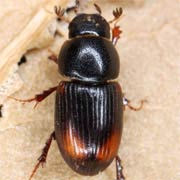 Aphodius quadrimaculatus