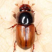 Aphodius rufus