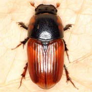 Aphodius scrutator