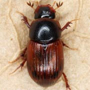 Aphodius zenkeri