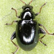 Aphthona violacea