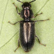 Aplocnemus virens