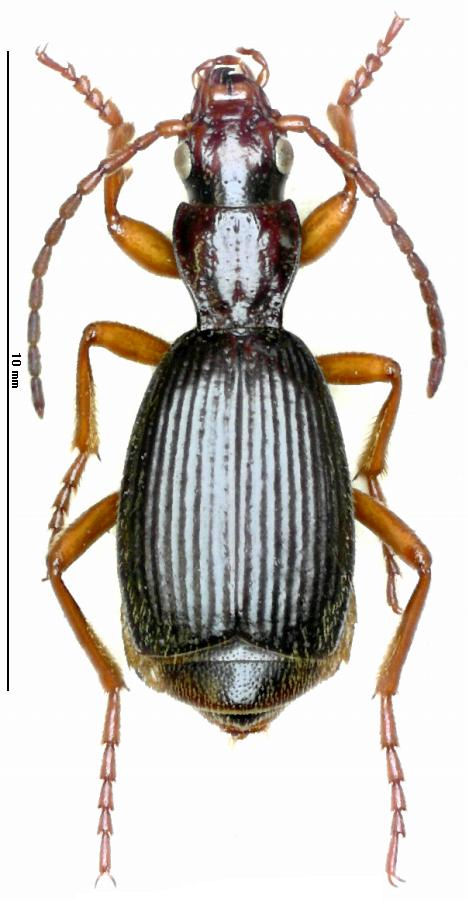 Aptinus creticus