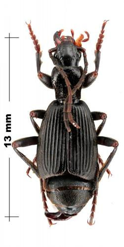 Aptinus lugubris