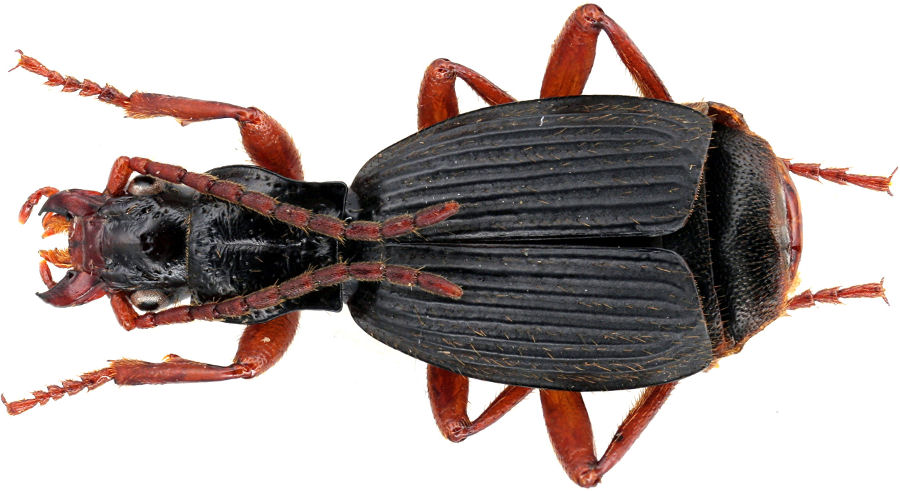 Aptinus merditanus