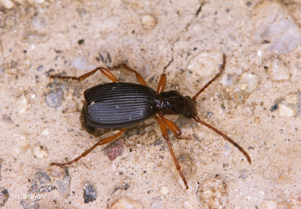 Aptinus pyrenaeus