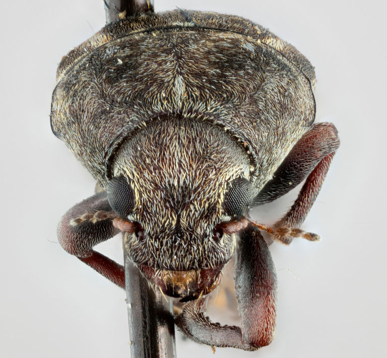 Araecerus cumingi