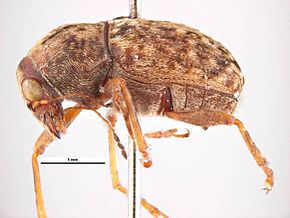 Araecerus fasciculatus