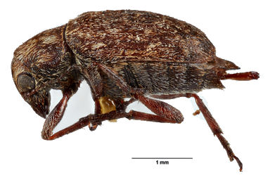 Araecerus varians