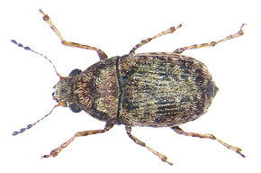 Araecerus vieillardi