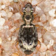 Asaphidion austriacum