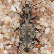 Asaphidion caraboides