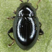 Asiorestia nigritula