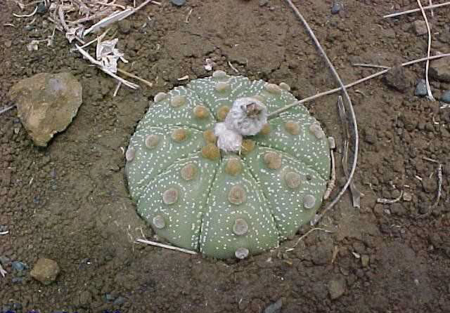 Astrophytum asterias 080f