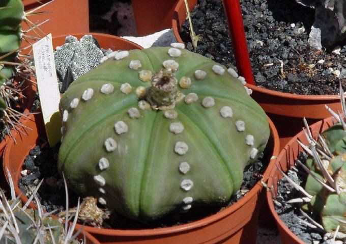Astrophytum asterias v. nudum