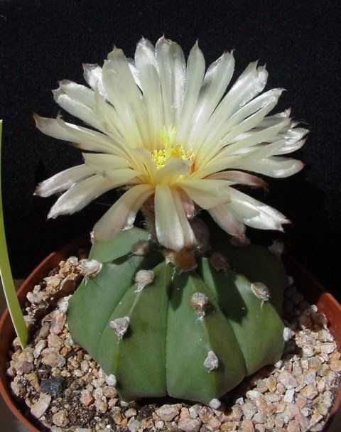 Astrophytum asteriasXmyriostigma nudum 2