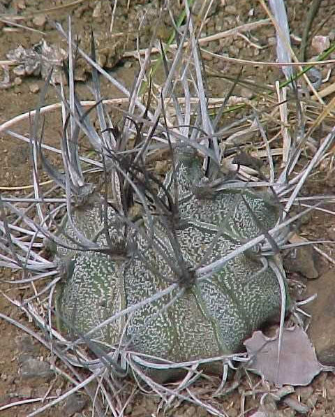 Astrophytum capricorne v. crasissipinum